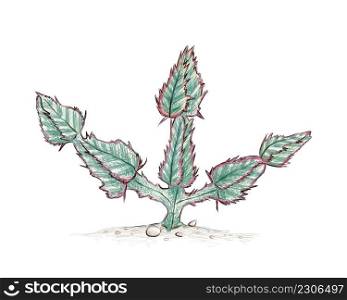 Illustration Hand Drawn Sketch of Candelabra Tree or Euphorbia Cooperi Cactus. A Succulent Plants with Sharp Thorns for Garden Decoration.