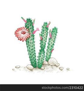 Illustration Hand Drawn Sketch of Cleistocactus with Red Flower for Garden Decoration. 
