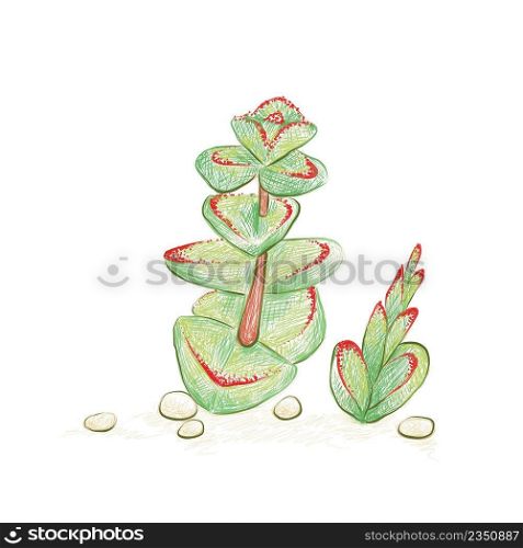 Illustration Hand Drawn Sketch of Crassula Marnieriana, Jade Necklace, Chinese Pagoda or Worm Plant. A Succulent Plants for Garden Decoration.