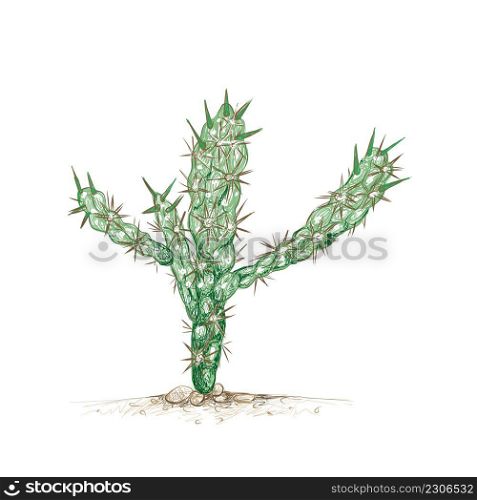 Illustration Hand Drawn Sketch of Cylindropuntia or Chollas Cactus for Garden Decoration.