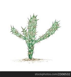 Illustration Hand Drawn Sketch of Cylindropuntia or Chollas Cactus for Garden Decoration.
