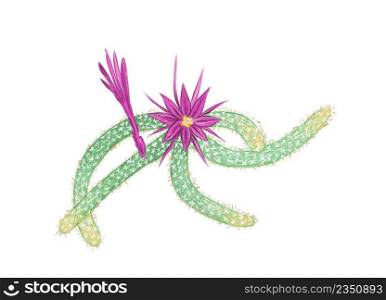 Illustration Hand Drawn Sketch of Disocactus Flagelliformis or Rat Tail Cactus. A Succulent Plants with Sharp Thorns for Garden Decoration.