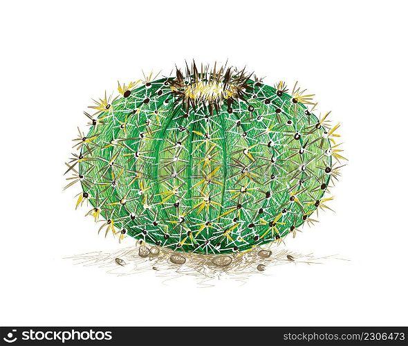 Illustration Hand Drawn Sketch of Echinocactus Grusonii, Golden Barrel Cactus, Golden Ball or Mother In Law&rsquo;s Cushion Cactus Plant. A Succulent Plants with Sharp Thorns for Garden Decoration.