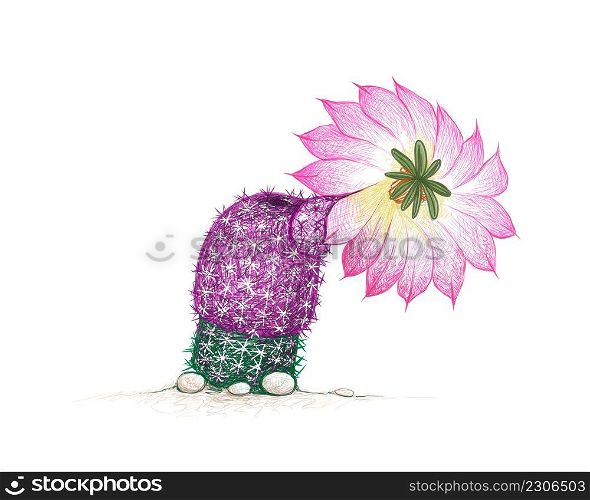 Illustration Hand Drawn Sketch of Echinocereus Pectinatus Rubispinus Cactus with Pink Flower. A Succulent Plants with Sharp Thorns for Garden Decoration.