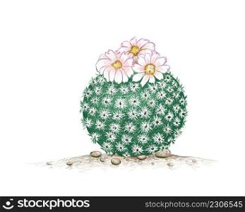 Illustration Hand Drawn Sketch of Epithelantha Micromeris Cactus with Pink Flower. A Succulent Plants with Sharp Thorns for Garden Decoration.