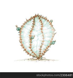 Illustration Hand Drawn Sketch of Euphorbia Polygona, African Milk Barrel or Snowflake Cactus Plant. A Succulent Plants with Sharp Thorns for Garden Decoration.