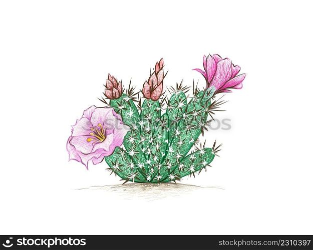 Illustration Hand Drawn Sketch of Grusonia Cactus with Pink Flower for Garden Decoration. 