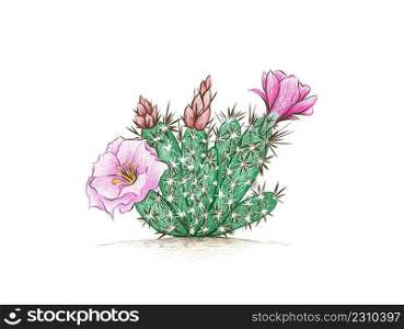 Illustration Hand Drawn Sketch of Grusonia Cactus with Pink Flower for Garden Decoration. 