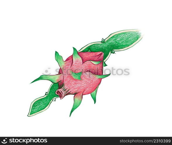 Illustration Hand Drawn Sketch of Hylocereus or Pitaya Cactus with Red Fruits. 