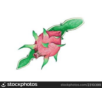 Illustration Hand Drawn Sketch of Hylocereus or Pitaya Cactus with Red Fruits. 