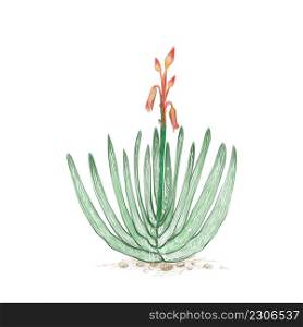 Illustration Hand Drawn Sketch of Kumara Plicatilis, Fan Aloe or Aloe Plicatilis Plant for Garden Decoration.