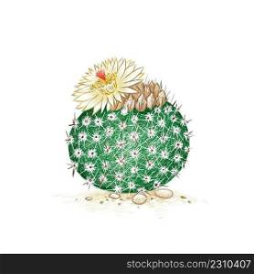 Illustration Hand Drawn Sketch of Notocactus or Parodia Scopa Cactus with Yellow Flower. A Succulent Plants with Sharp Thorns for Garden Decoration. 