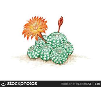 Illustration Hand Drawn Sketch of Rebutia Cactus with Orange Flower. A Succulent Plants with Sharp Thorns for Garden Decoration. 