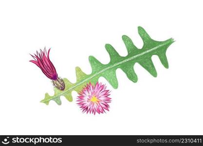 Illustration Hand Drawn Sketch of Selenicereus Cactus or Moonlight Cacti. A Succulent Plants with Sharp Thorns for Garden Decoration. 