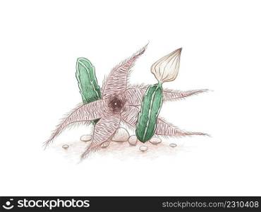 Illustration Hand Drawn Sketch of Stapelia Gigantea Cactus, Zulu Giant, Carrion Plant or Toad Plant with Flower, A Succulent Plants with Sharp Thorns for Garden Decoration. 