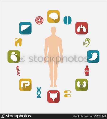 Illustration Infographic of Internal Human Organs, Colorful Simple Flat Icons with Long Shadows - Vector
