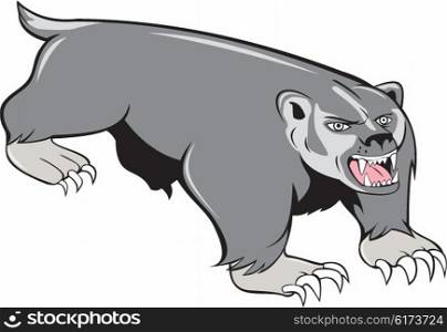 Illustration of a badger pouncing viewed from front set on isolated white background done in cartoon style. . Badger Pouncing Cartoon