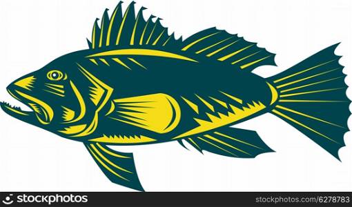 illustration of a black sea bass side view woodcut style. black sea bass side view