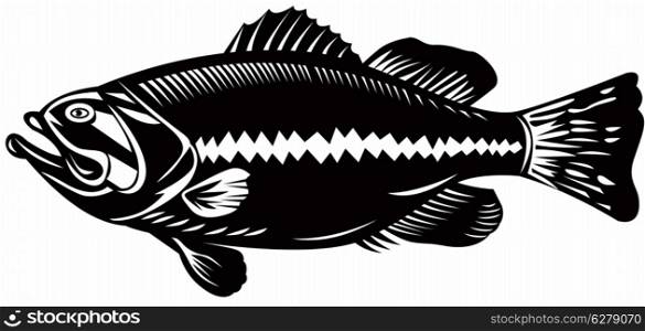 illustration of a black sea bass side view woodcut style. black sea bass side view