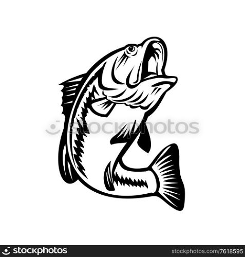 Illustration of a bucketmouth bass or largemouth, species of black bass and a carnivorous freshwater gamefish, swimming down on isolated background done in retro black and white style.. Bucketmouth Bass Swimming Down Black and White Retro