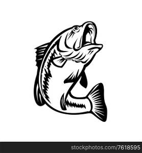 Illustration of a bucketmouth bass or largemouth, species of black bass and a carnivorous freshwater gamefish, swimming down on isolated background done in retro black and white style.. Bucketmouth Bass Swimming Down Black and White Retro
