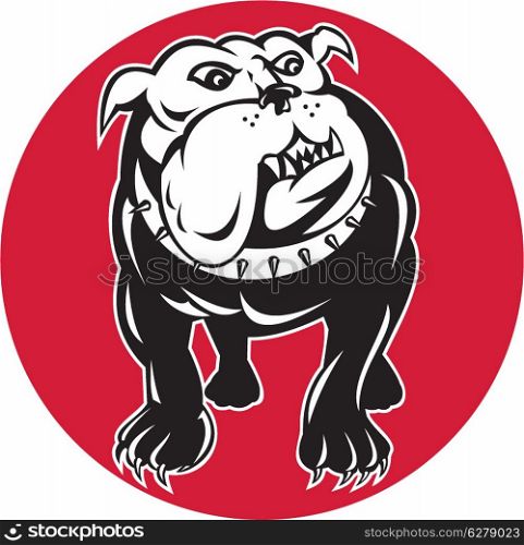 illustration of a bulldog mongrel dog facing front with spike collar set inside circle on isolated background. bulldog mongrel dog front view