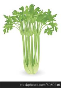 Illustration of a bunch of fresh tasty celery