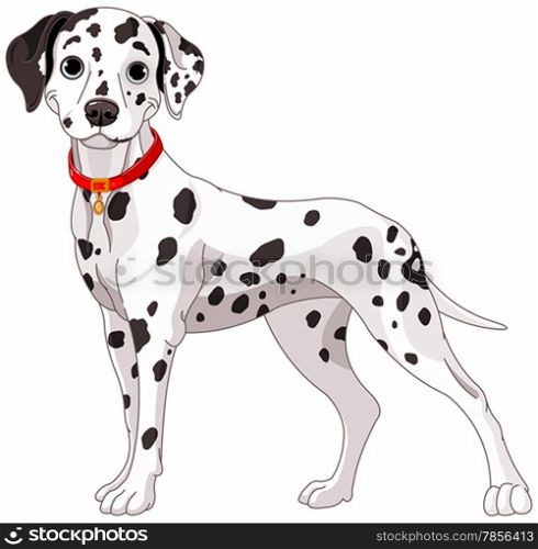 Illustration of a cute Dalmatian dog all attention