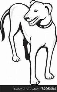 Illustration of a dog standing looking to the side viewed from front on isolated white background done in cartoon style. . Dog Standing Front Cartoon