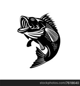 Illustration of a Florida largemouth bass, buckemouth or widemouth bass, species of black bass and a carnivorous freshwater gamefish, swimming up done in retro black and white style.. Florida Largemouth Bass Swimming Up Black and White Retro