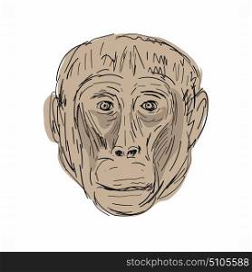 Illustration of a Gelada Monkey Head viewed from front done in hand sketch Drawing style.. Gelada Monkey Head Drawing