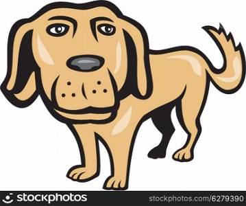 Illustration of a golden retriever dog with big head looking towards viewer done in cartoon style on isolated background.. Retriever Dog Big Head Isolated Cartoon