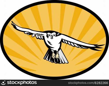 illustration of a goshawk bird swooping down. goshawk bird swooping down
