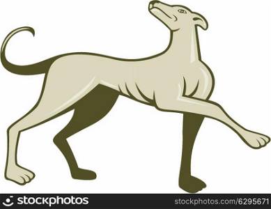 Illustration of a greyhound dog marching walking looking up viewed from side set on isolated white background done in cartoon style.