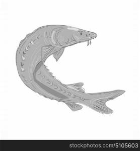 Illustration of a Lake Sturgeon Swimming Up done in hand sketch Drawing style.. Lake Sturgeon Swimming Up Drawing