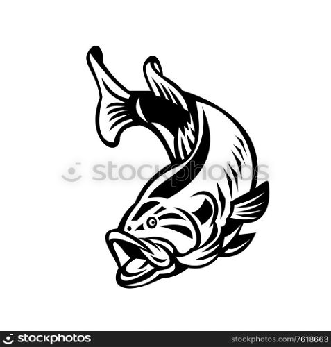 Illustration of a largemouth bass (Micropterus salmoides), species of black bass and a carnivorous freshwater gamefish, swimming down on isolated background done in retro black and white style.. Largemouth Bass Swimming Down Black and White Retro