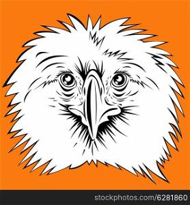 Illustration of a Philippine Eagle head.. Philippine Eagle head