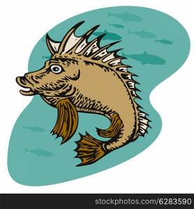 Illustration of a pigfish swimming side view done in retro style. . Pigfish Swimming