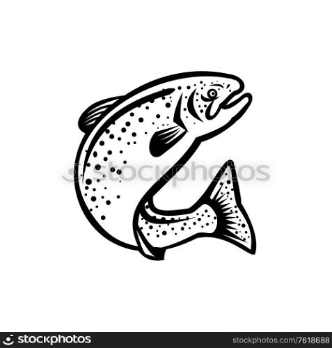 Illustration of a rainbow trout fish jumping up on isolated white background done in retro black and white style. Rainbow Trout Jumping Up Retro Black and White