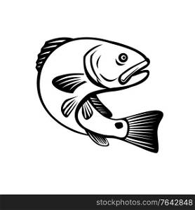 Illustration of a red drum, redfish, channel bass, puppy drum or spottail bass, a game fish found in the Atlantic Ocean from Florida to northern Mexico, jumping up done in black and white retro style.. Red Drum Redfish Channel Bass Puppy Drum or Spottail Bass Jumping Up Black and White Retro