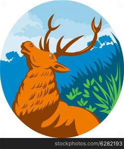 illustration of a Roaring red stag deer with forest in the background. Roaring red stag deer with forest