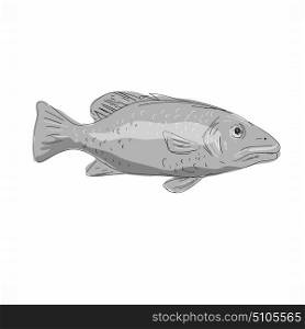 Illustration of a Schoolmaster Snapper Fish viewed from side done in hand sketch Drawing style.. Schoolmaster Snapper Fish Drawing