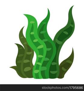 Illustration of a seaweed vector