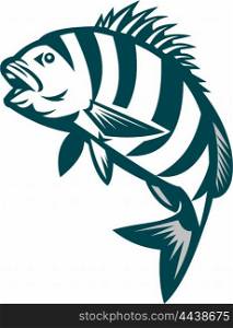 Illustration of a sheepshead (Archosargus probatocephalus) a marine fish jumping up set on isolated white background done in retro style.