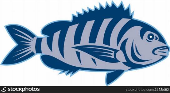 Illustration of a sheepshead (Archosargus probatocephalus) a marine fish viewed from the side set on isolated white background done in retro style.