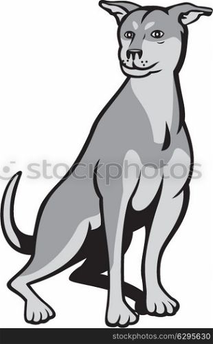 Illustration of a Siberian Husky Chinese Shar Pei cross breed dog sitting on white background done in cartoon style.. Husky Shar Pei Cross Dog Sitting Cartoon