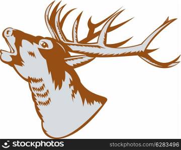 Illustration of a stag deer buck roaring on white background.