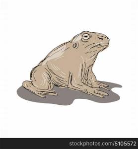 Illustration of a Toad Frog Sitting viewed from Side done in Drawing style.. Toad Frog Sitting Side Drawing