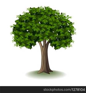 Illustration of a tree isolated on white background