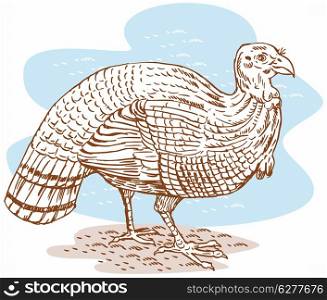 Illustration of a turkey viewed from the side.. Turkey